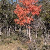 Review photo of Pine Flat Dispersed Camping Area by Greg L., September 24, 2024