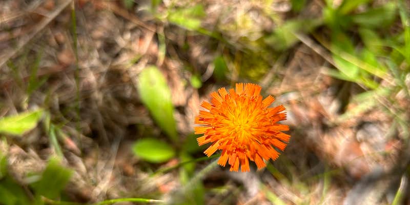 Camper submitted image from Pine Valley Lodge