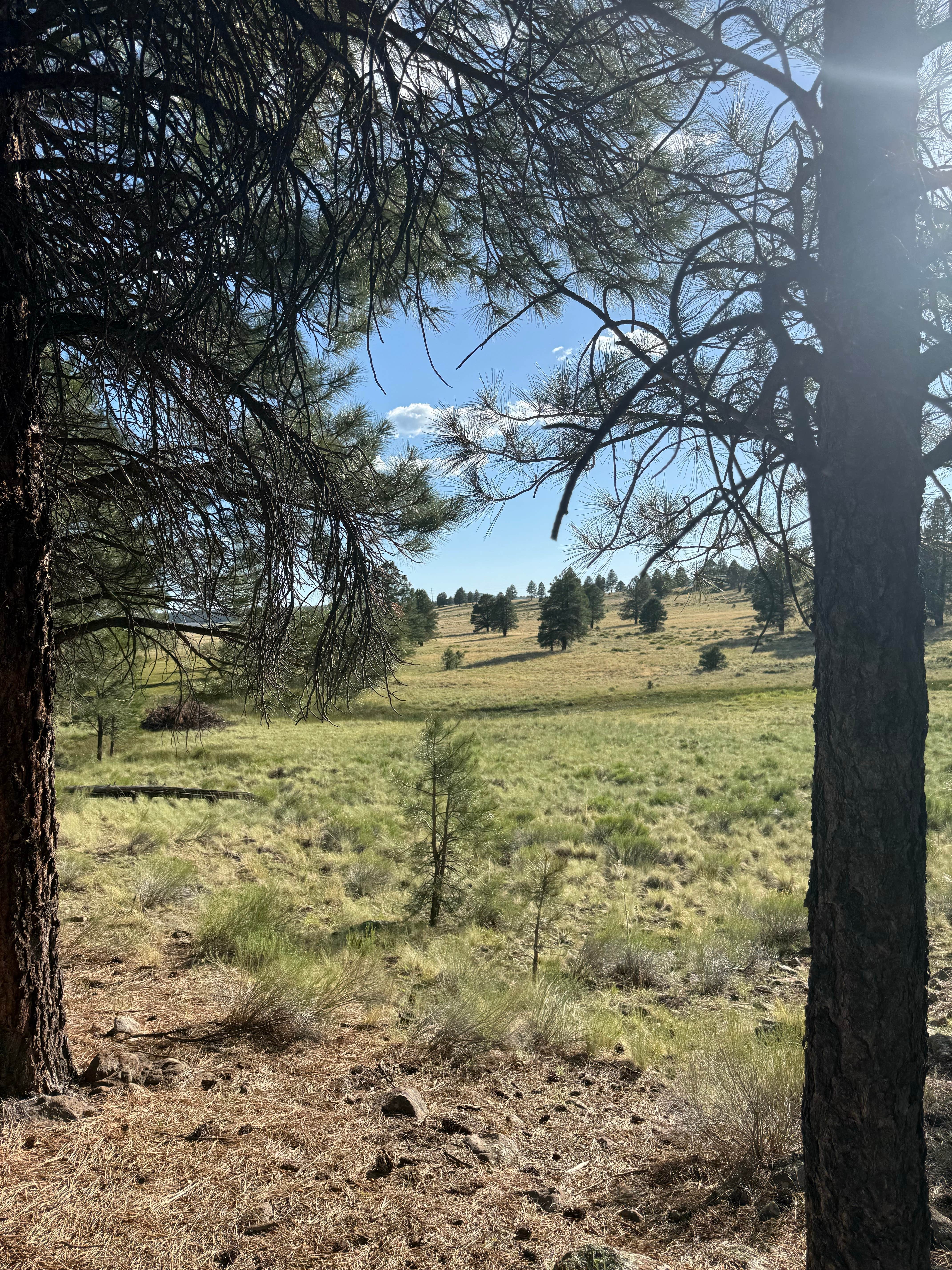 Camping near Village Camp Flagstaff: Camp Navajo/Pine View RV Park, Bellemont, Arizona