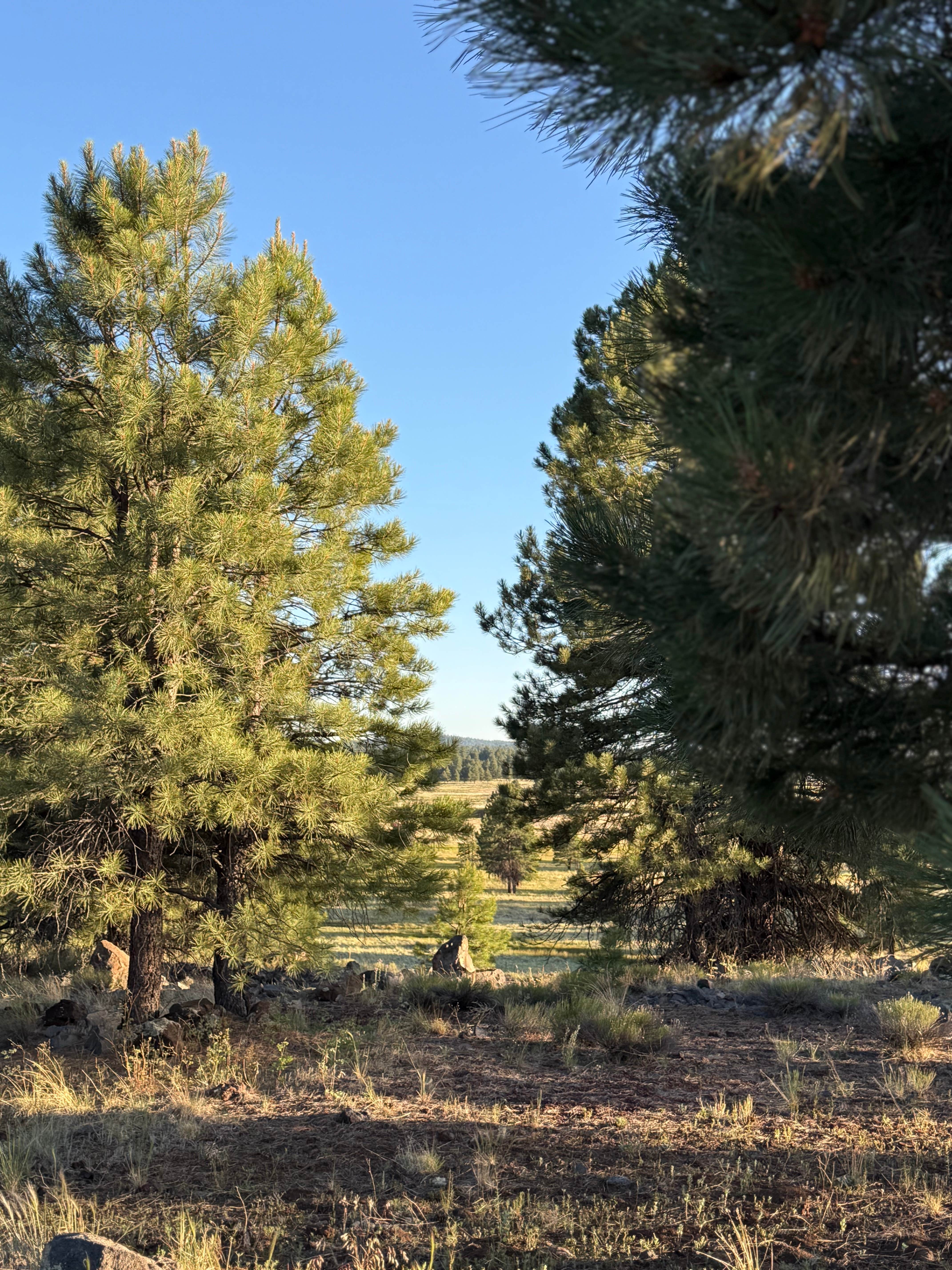 Camper-submitted photo at Camp Navajo/Pine View RV Park near Bellemont, AZ