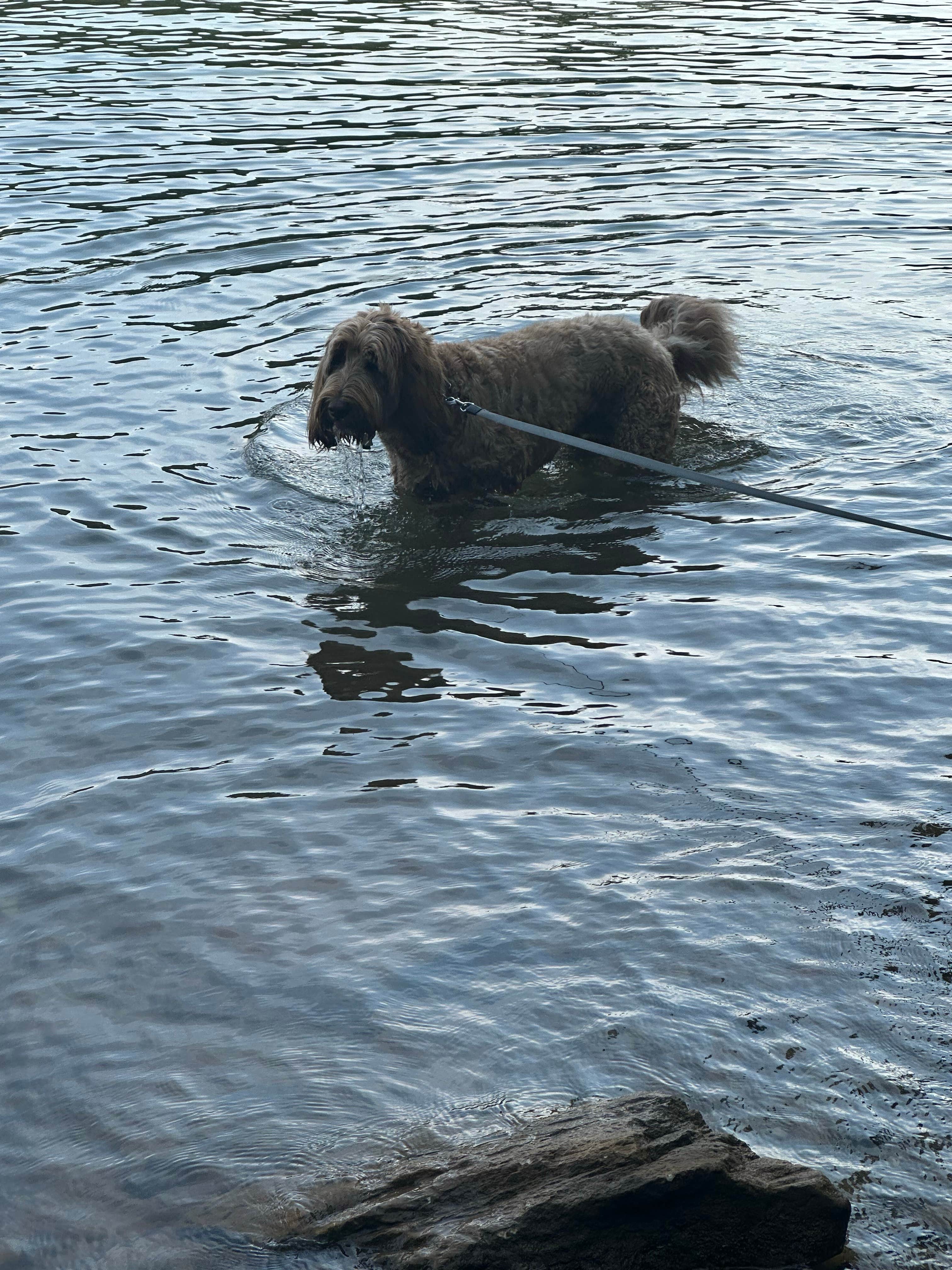 Sable A.'s photo of camping with pets at Piney Grove Campground near Tupelo, MS
