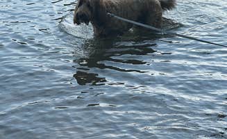 Sable A.'s photo of camping with pets at Piney Grove Campground in Mississippi
