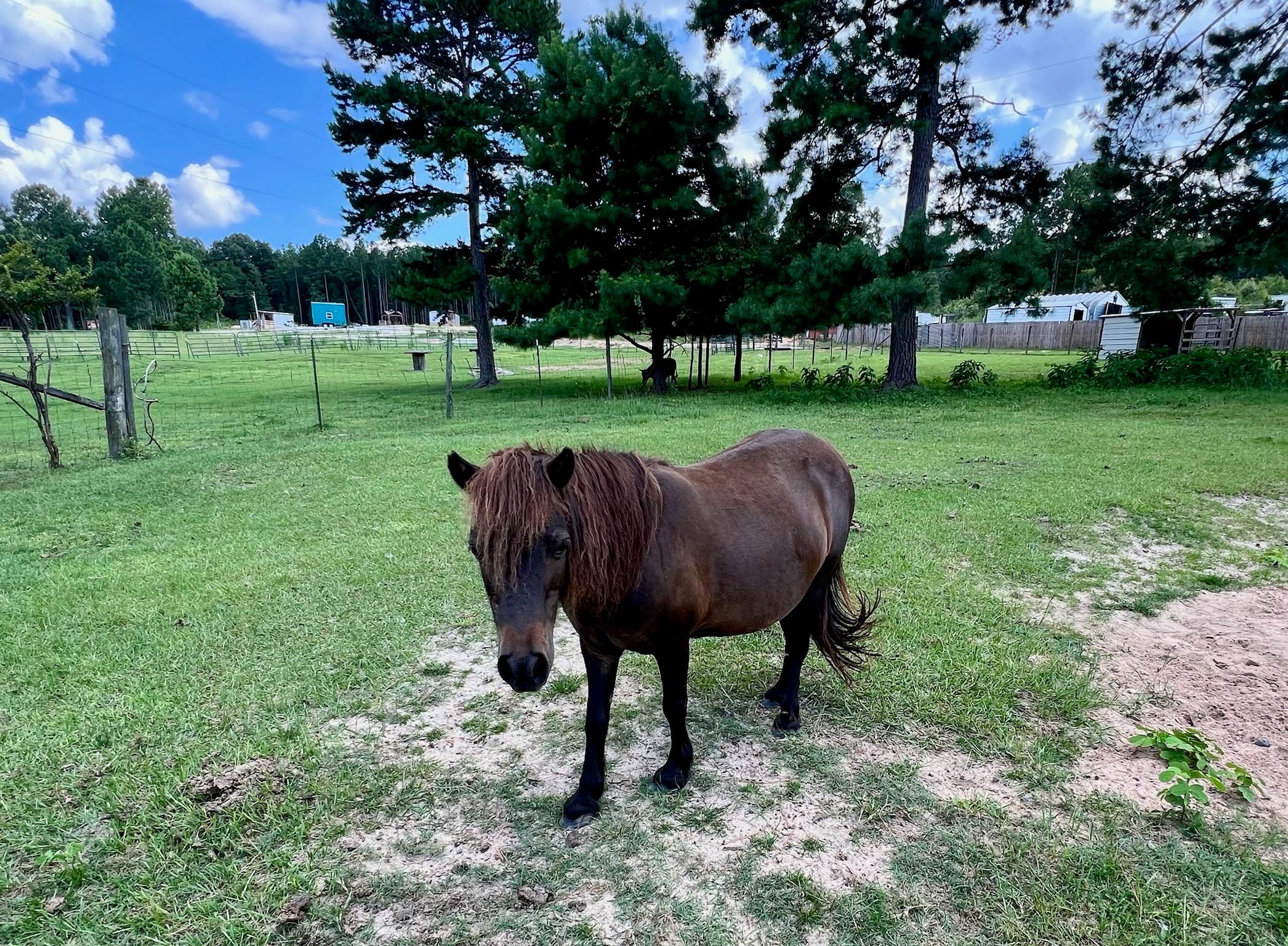Camper-submitted photo at Piney Hills Campground near Montezuma, GA