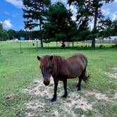 Review photo of Piney Hills Campground by Renea O., May 9, 2026