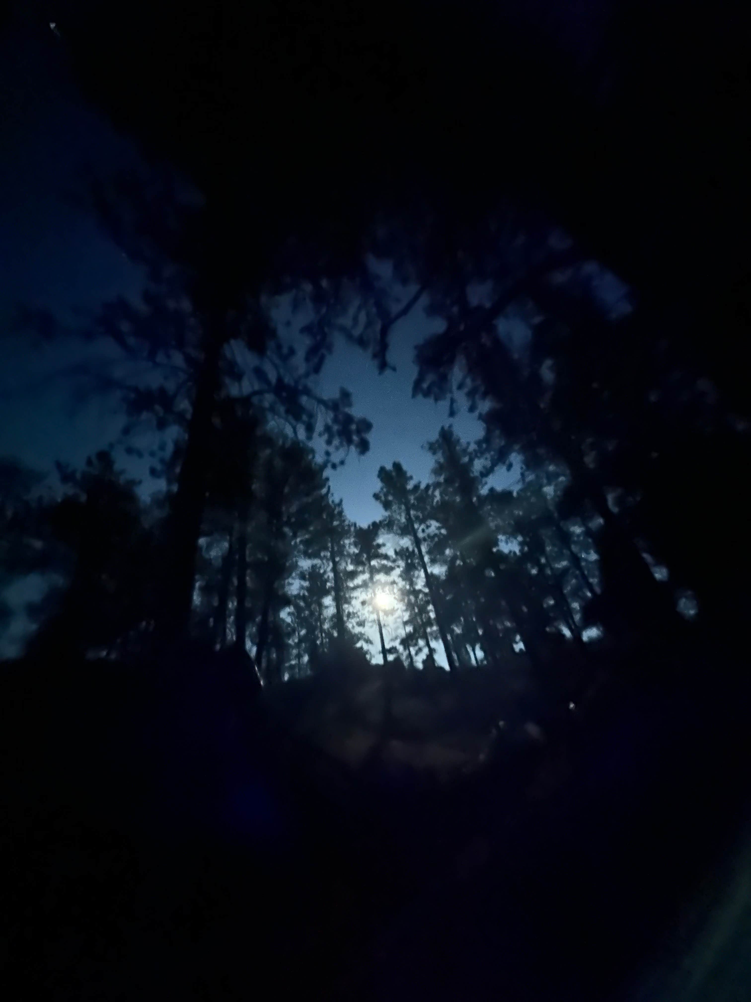 Lark H.'s photo of a dispersed camping area at Pingree Road Dispersed Camping near Ault, CO