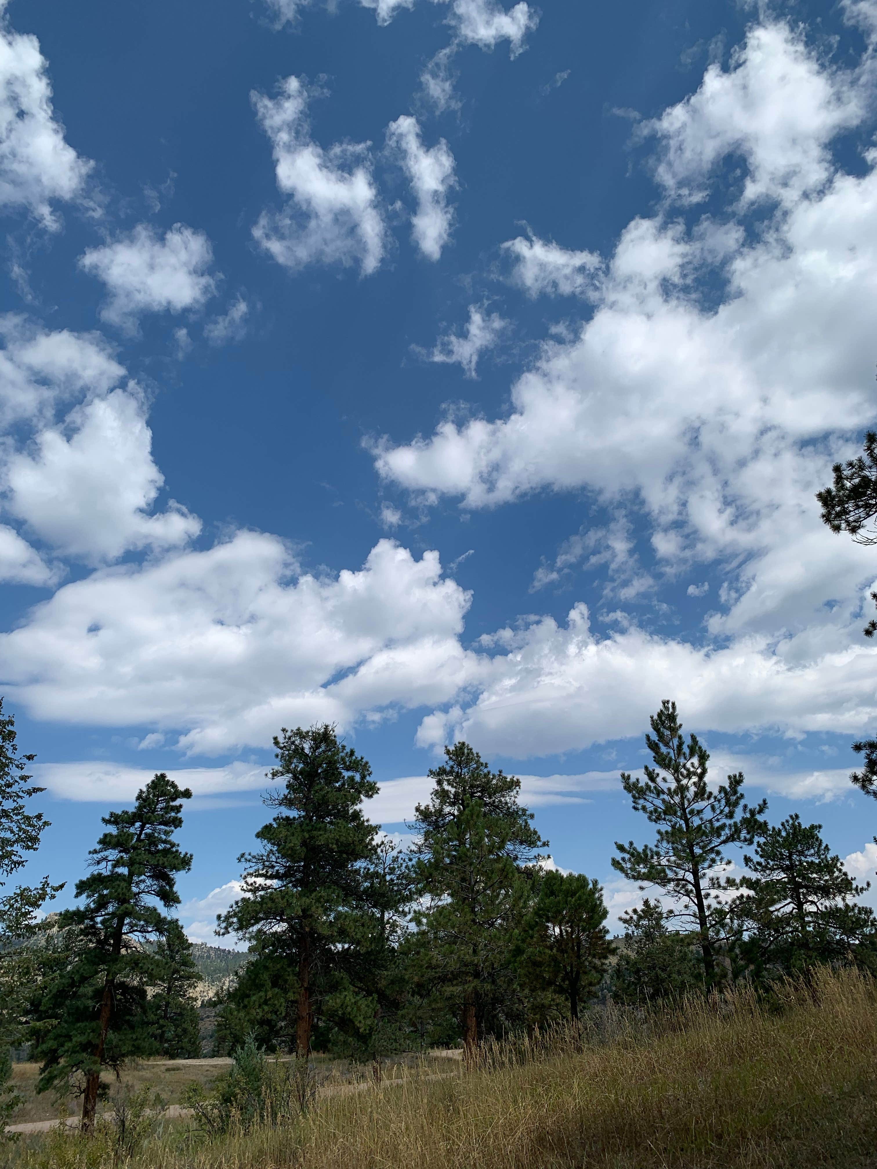 Megan T.'s photo of a dispersed camping area at Pingree Road Dispersed Camping near Arapaho & Roosevelt National Forests Pawnee NG