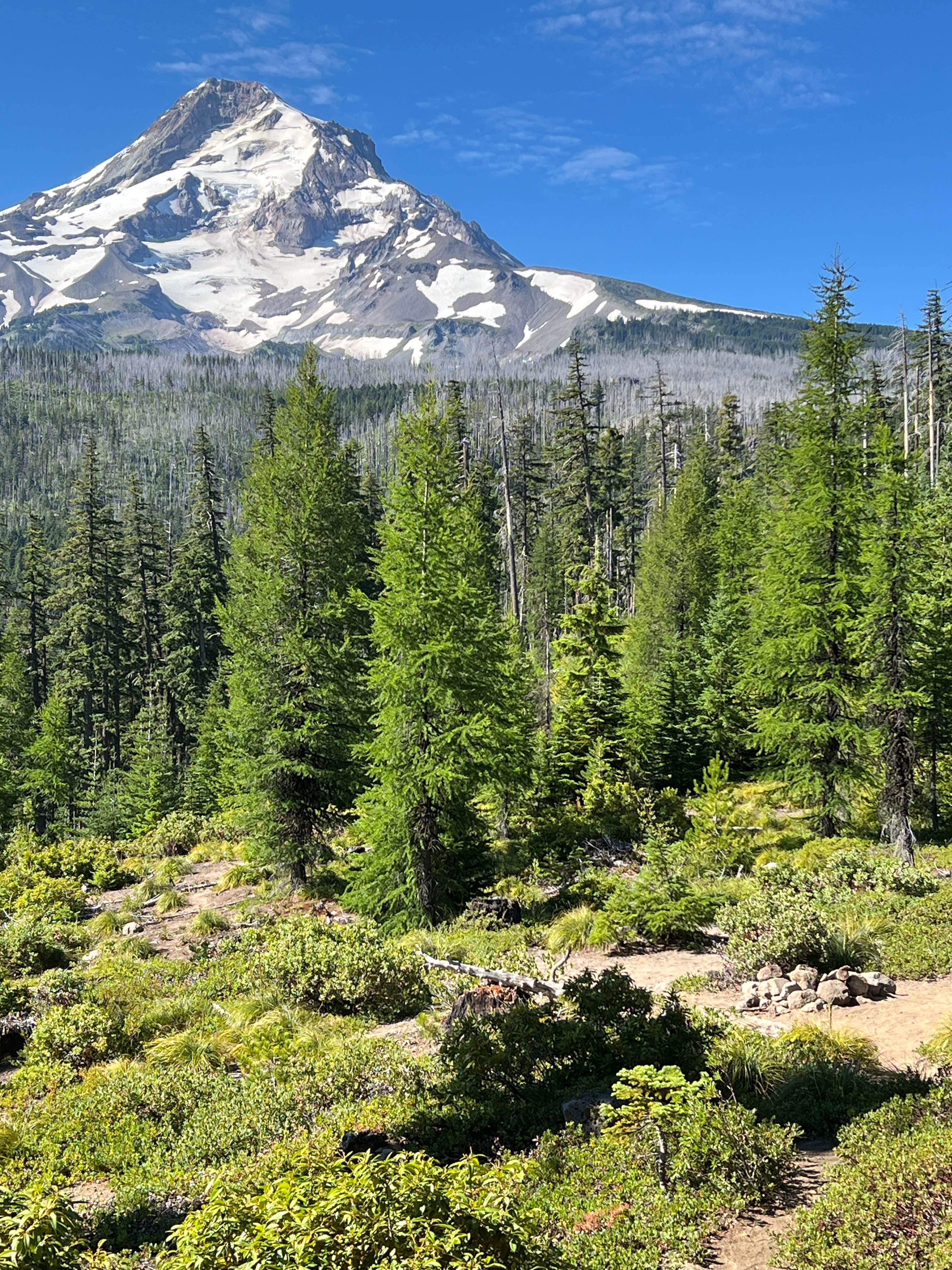 Camping near Dog Creek Falls Camp: pinnacle Ridge dispersed camping, Government Camp, Oregon