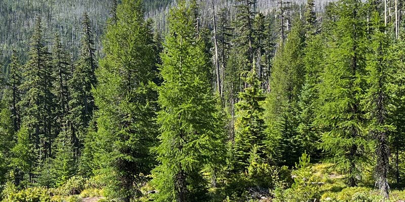 Camper submitted image from pinnacle Ridge dispersed camping