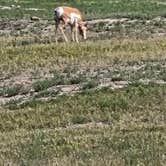 Review photo of Pinnacles Campground Area by Guy P., August 23, 2026