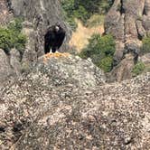 Review photo of Pinnacles Campground — Pinnacles National Park by Andre V., January 22, 2026