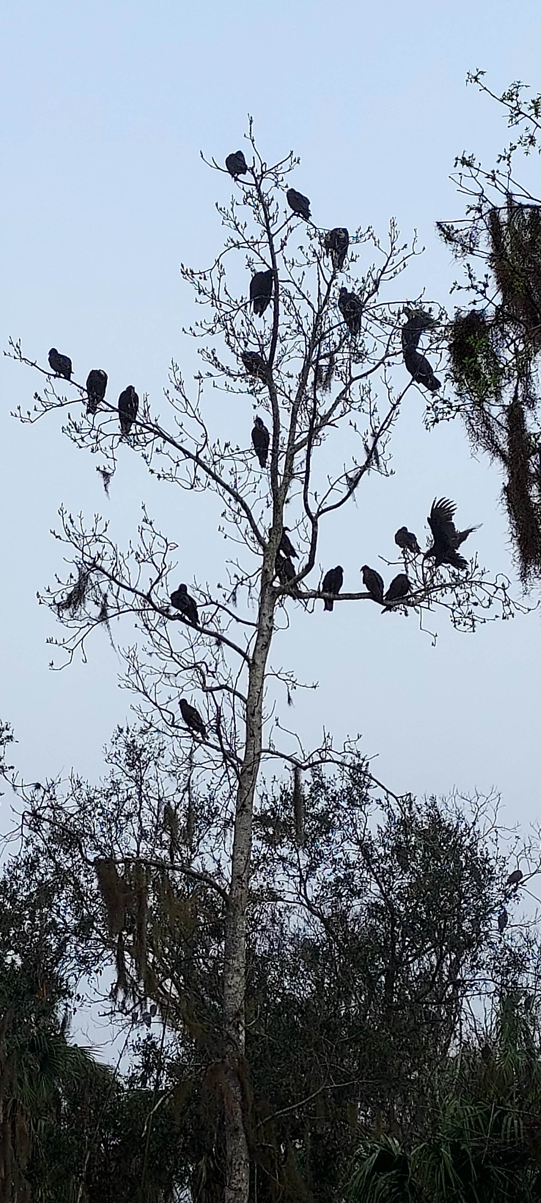 Camper-submitted photo at Pioneer Park near Bowling Green, FL