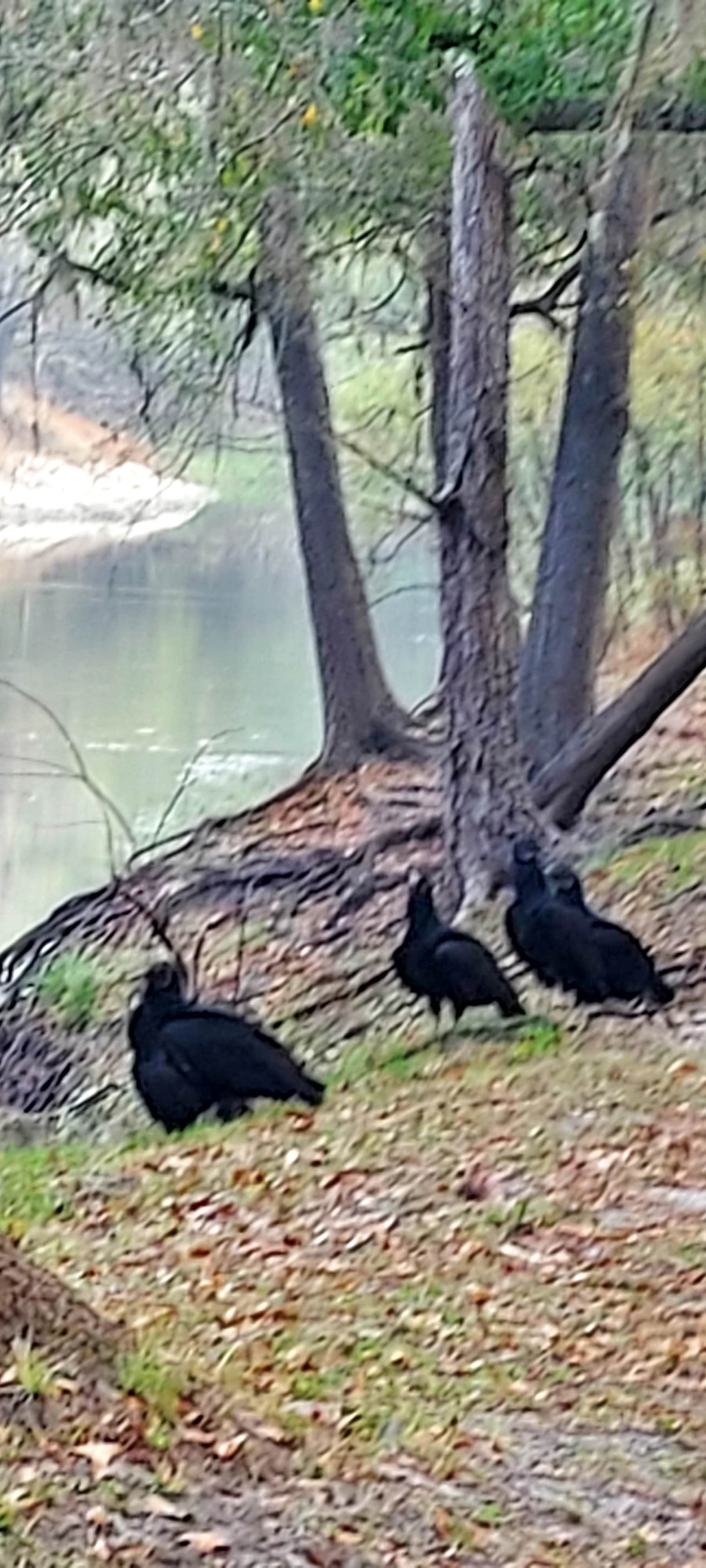 Camper-submitted photo at Pioneer Park near Sebring, FL
