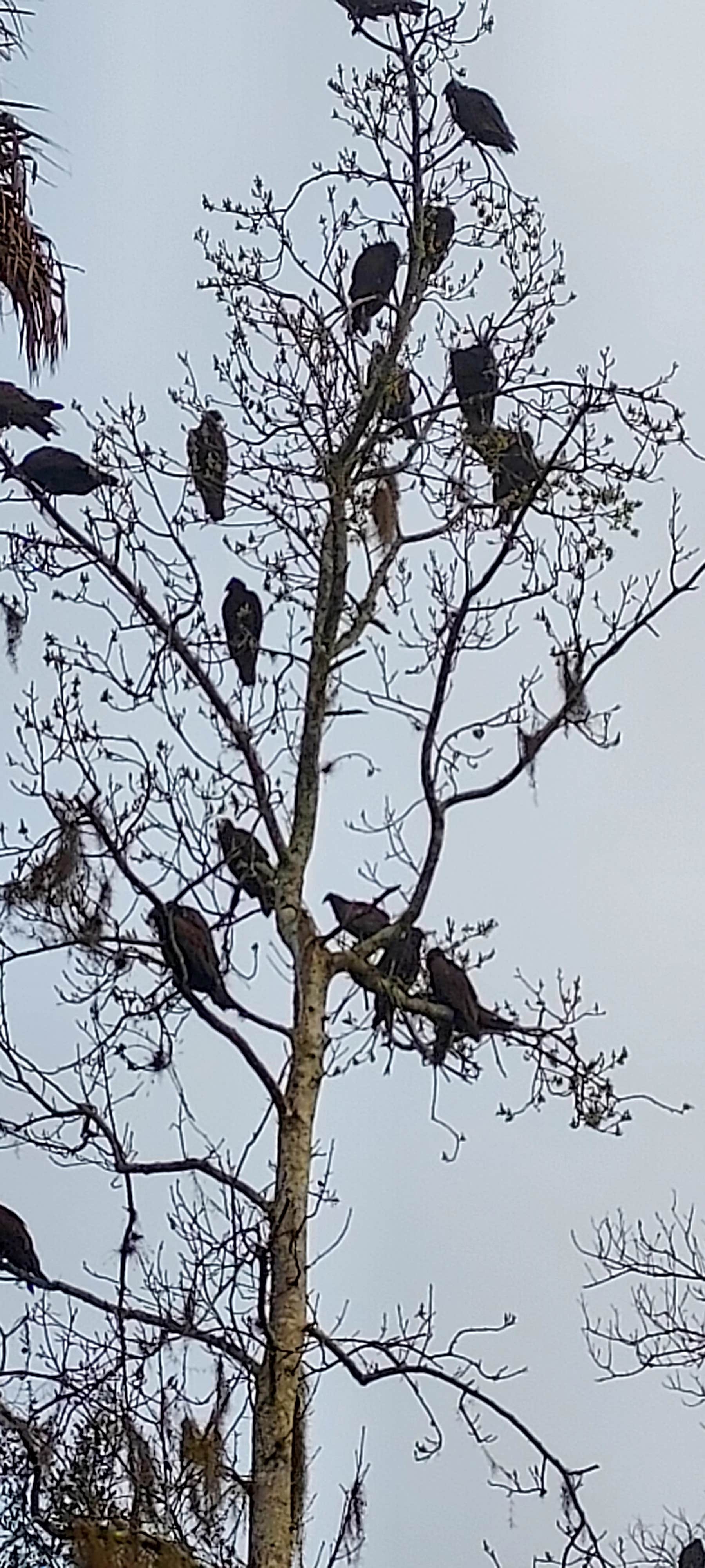 Camper-submitted photo at Pioneer Park near Sebring, FL
