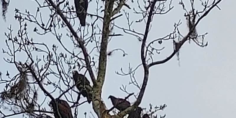 Camper submitted image from Pioneer Park