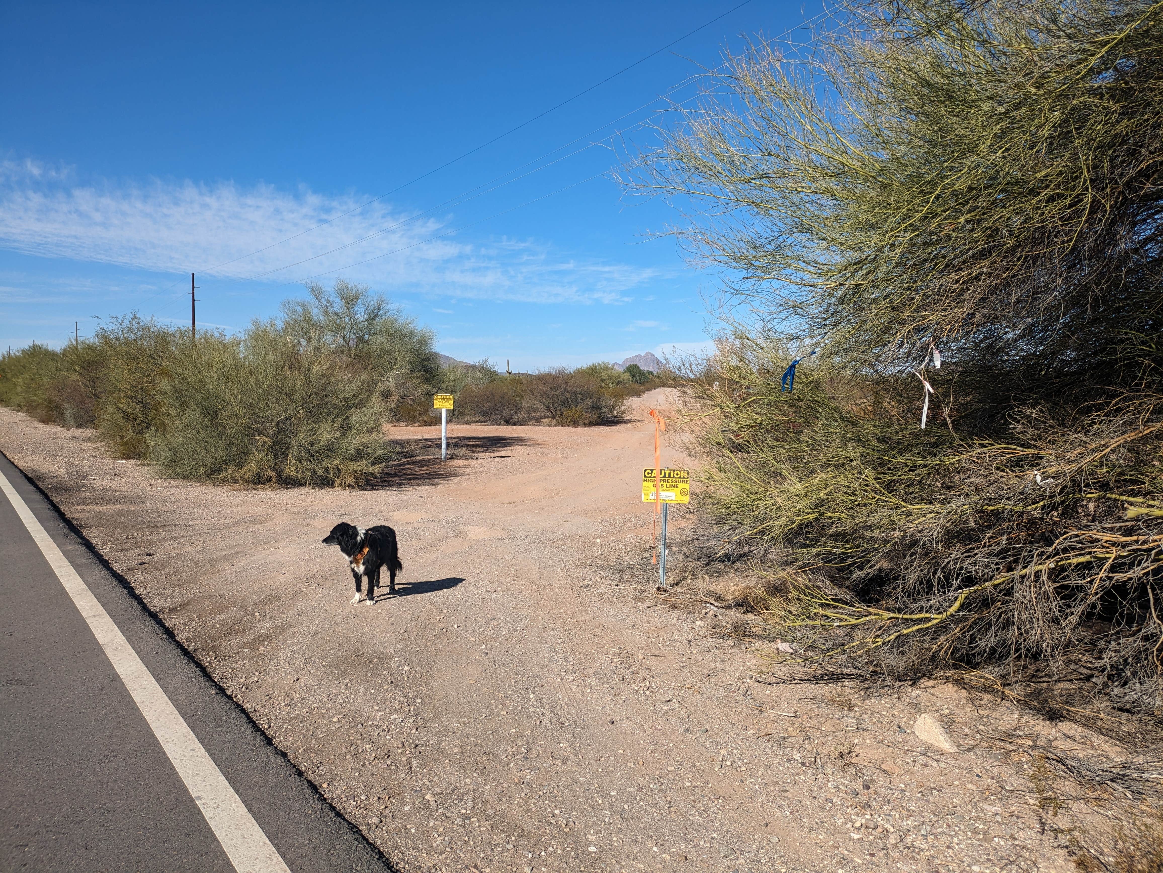 Greg L.'s photo of camping with pets at Pipeline Road BLM Camping near Arizona City, AZ