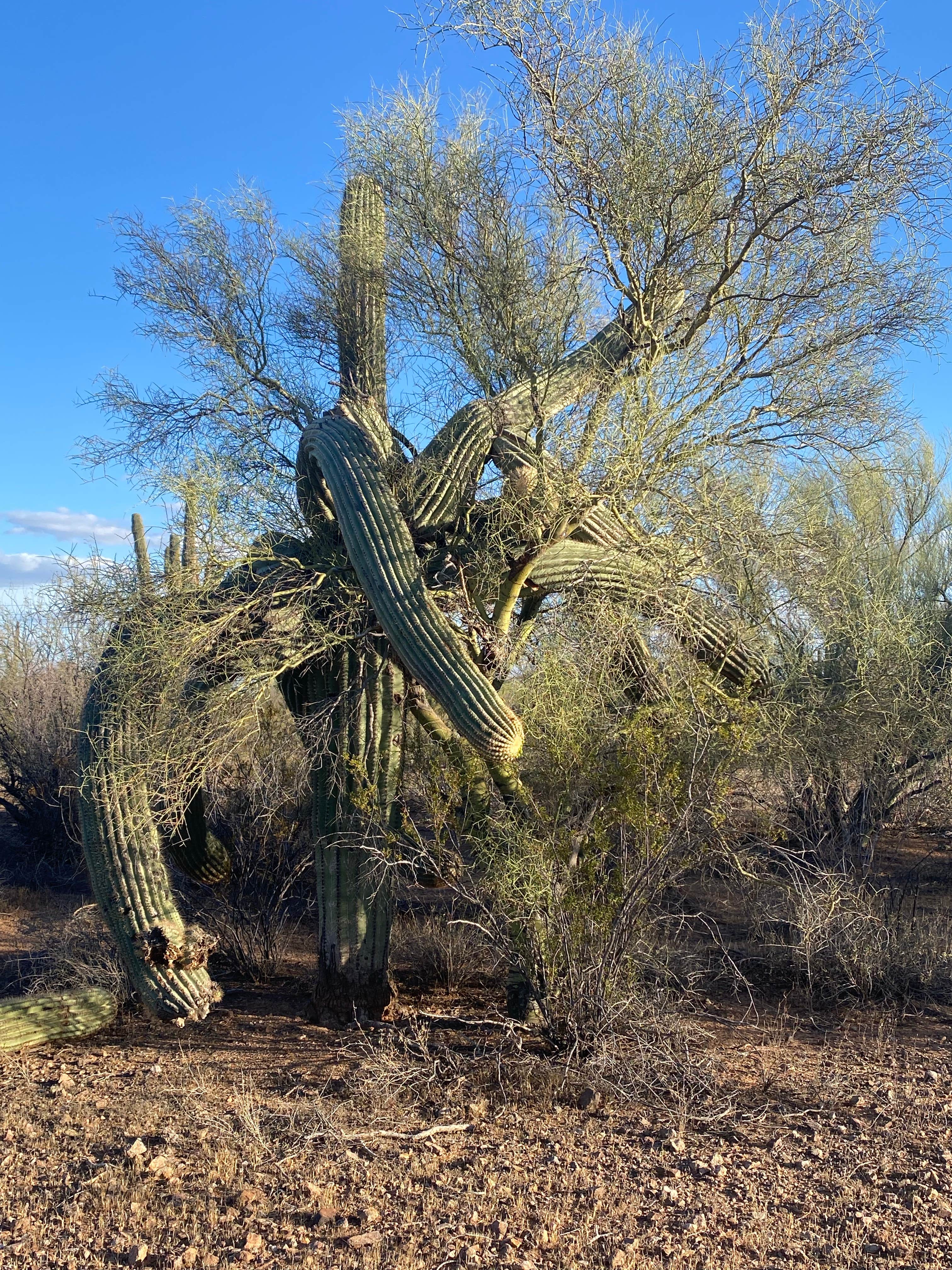Camper-submitted photo at Pipeline Road BLM Camping near Eloy, AZ