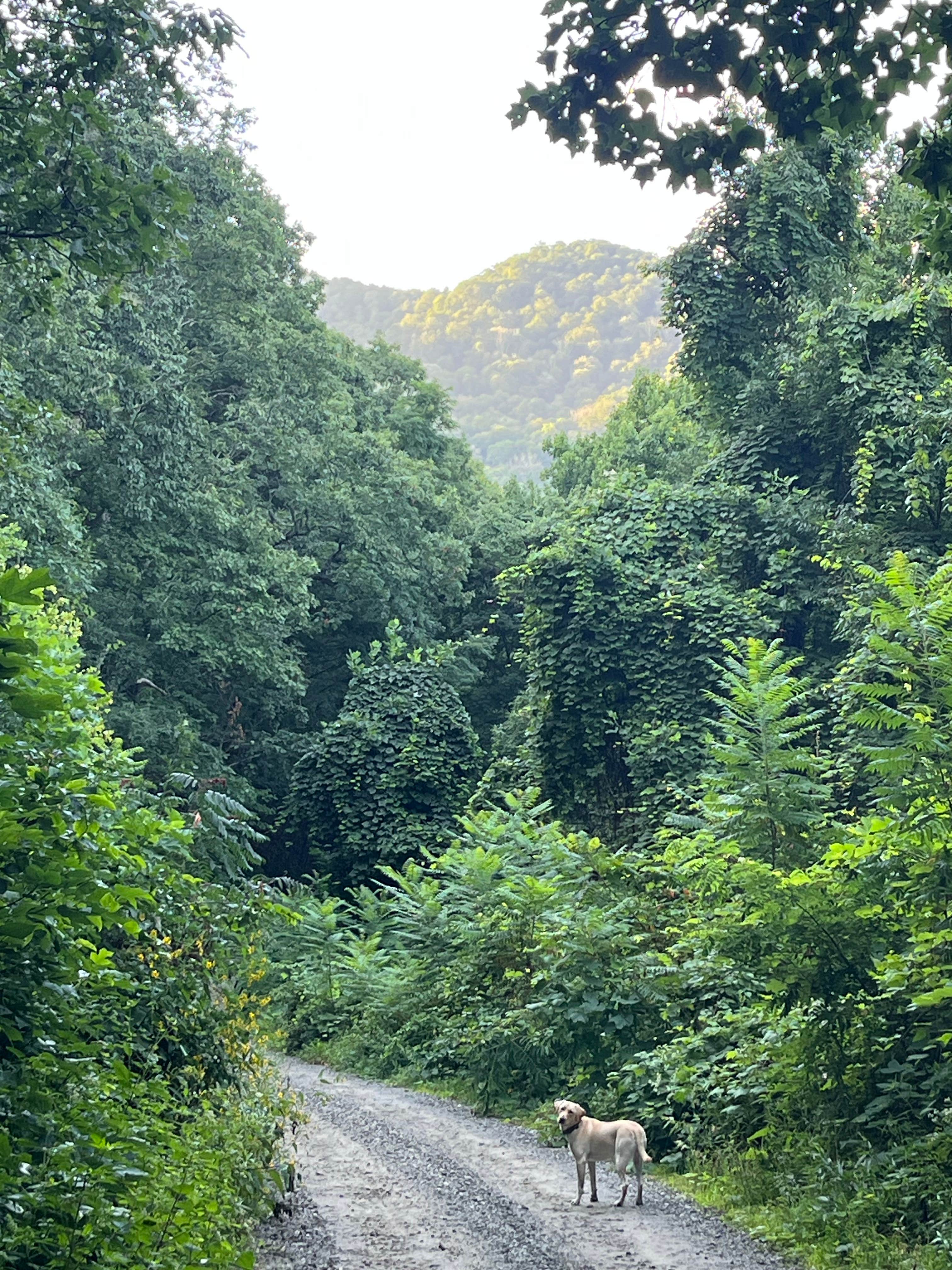 mike R.'s photo of camping with pets at Pisgah National Forest Dispersed near Barnardsville, NC