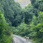 Review photo of Pisgah National Forest Dispersed by mike R., August 19, 2024