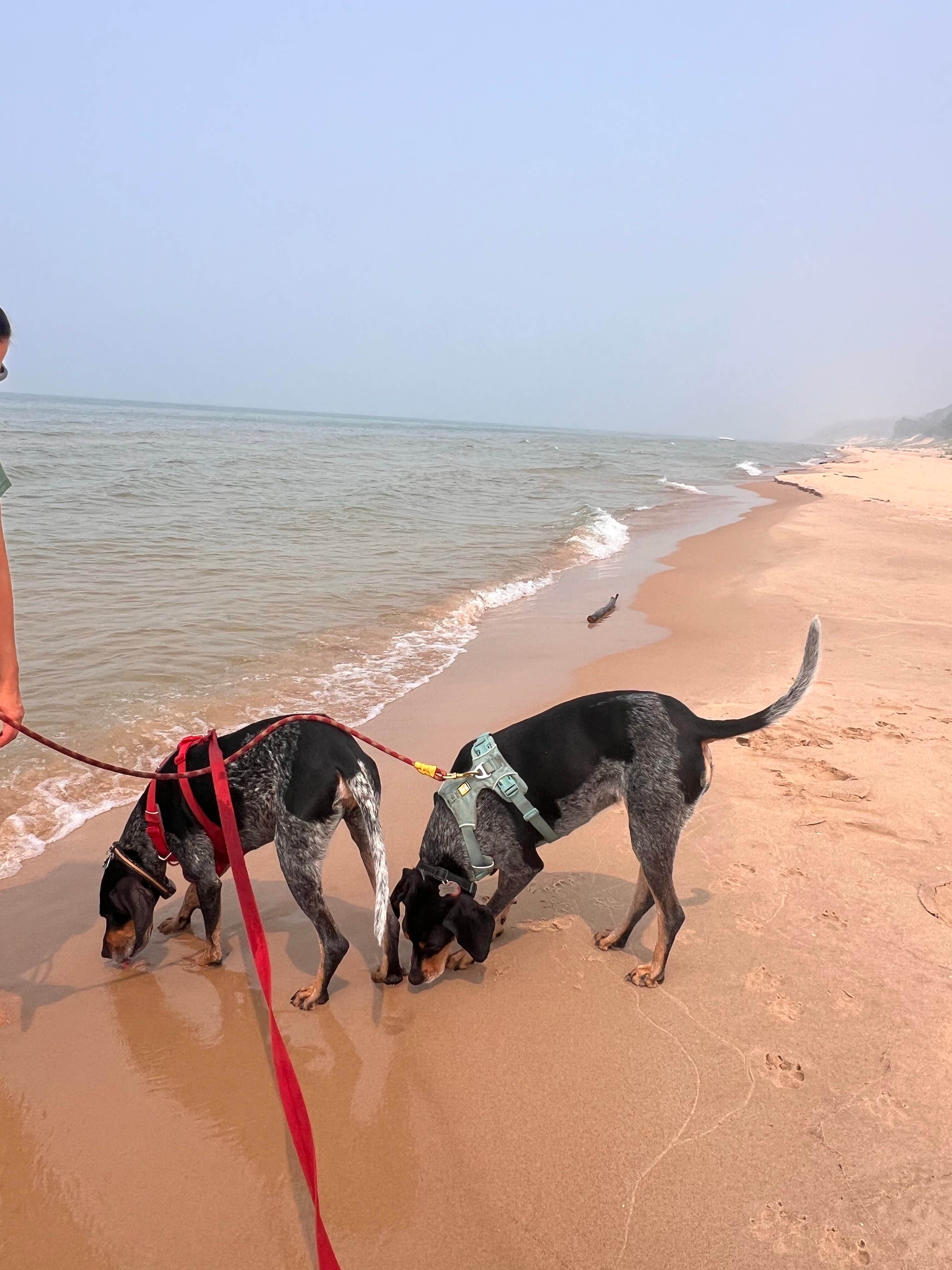 Gerard E.'s photo of camping with pets at PJ Hoffmaster State Park near Holland, MI