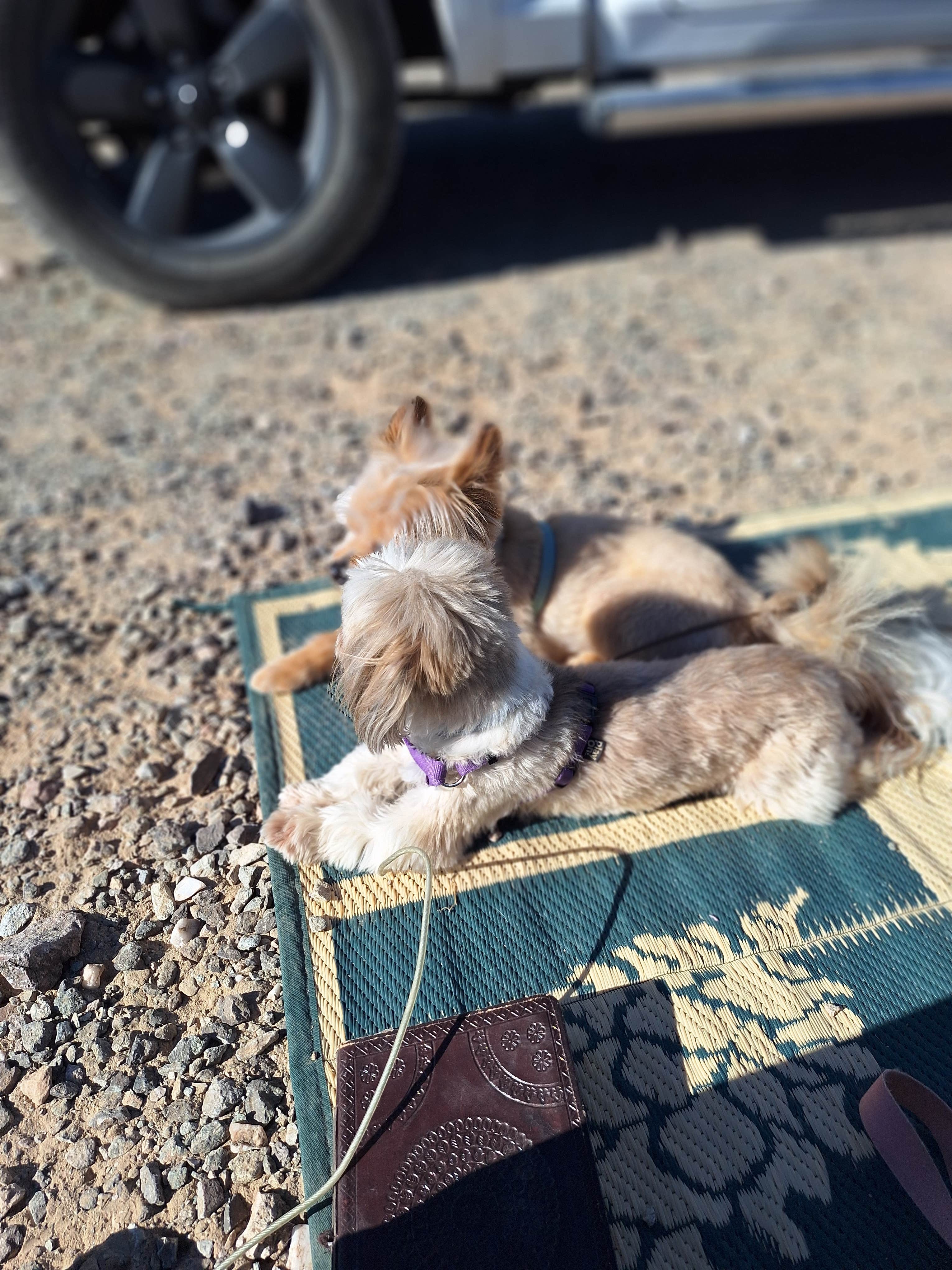 Lesa W.'s photo of camping with pets at Plamosa BLM Dispersed Camping Area near Salome, AZ