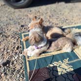 Review photo of Plamosa BLM Dispersed Camping Area by Lesa W., December 17, 2025