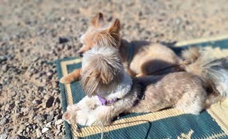 Lesa W.'s photo of camping with pets at Plomosa BLM Dispersed Camping Area near Earp, CA