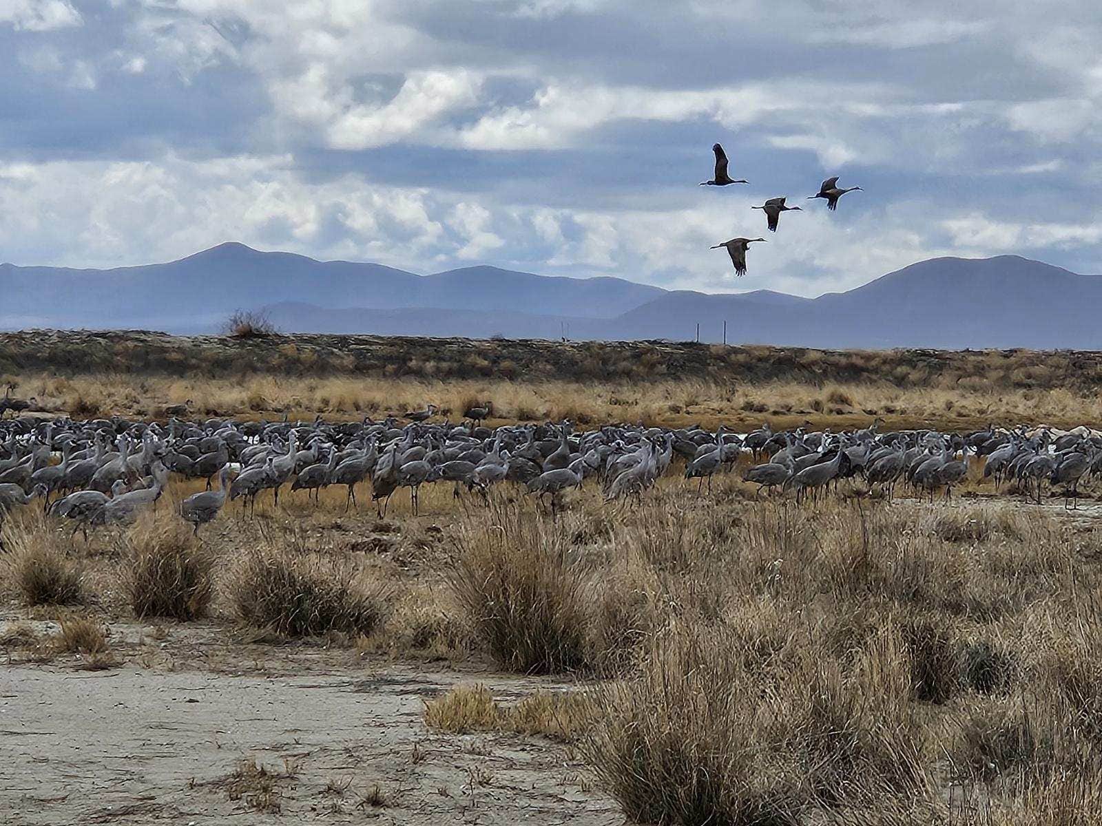 Camper-submitted photo at Playa Dispersed Campsite near Willcox, AZ