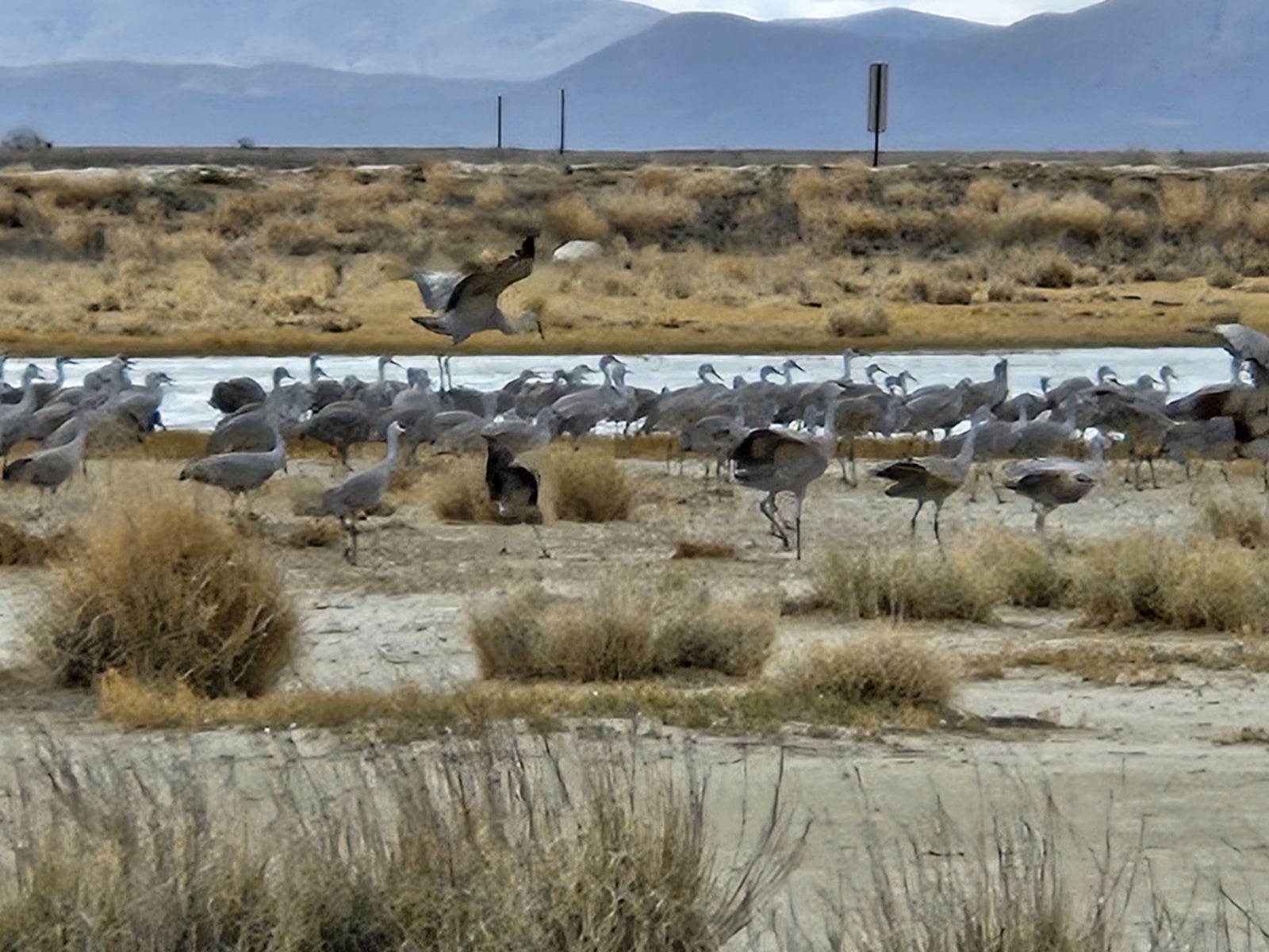 Camper-submitted photo at Playa Dispersed Campsite near Willcox, AZ