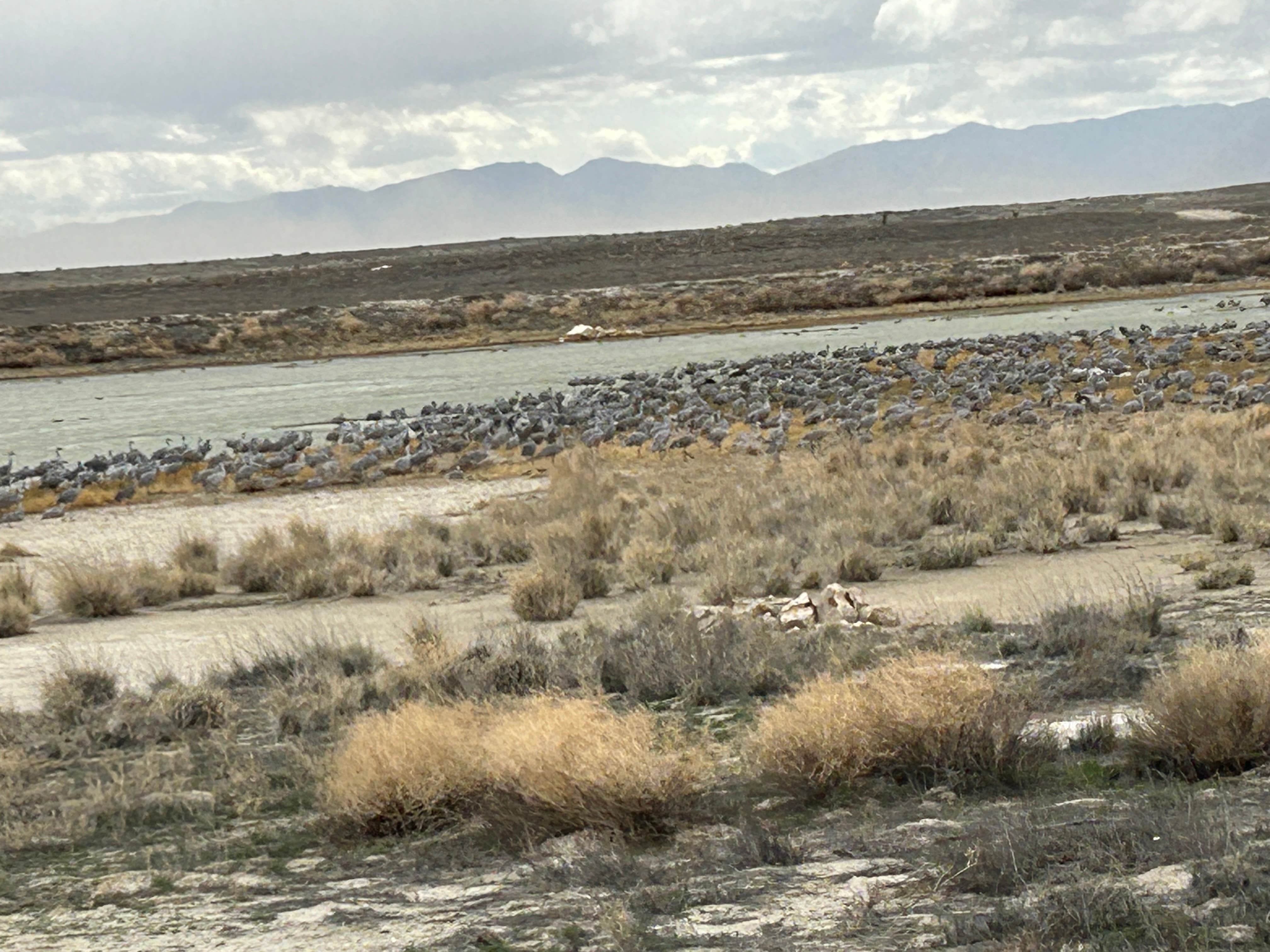 Camper-submitted photo at Playa Dispersed Campsite near Willcox, AZ
