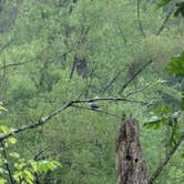 Review photo of Pocket Campground — Chattahoochee Oconee National Forest by Taylor H., May 24, 2026