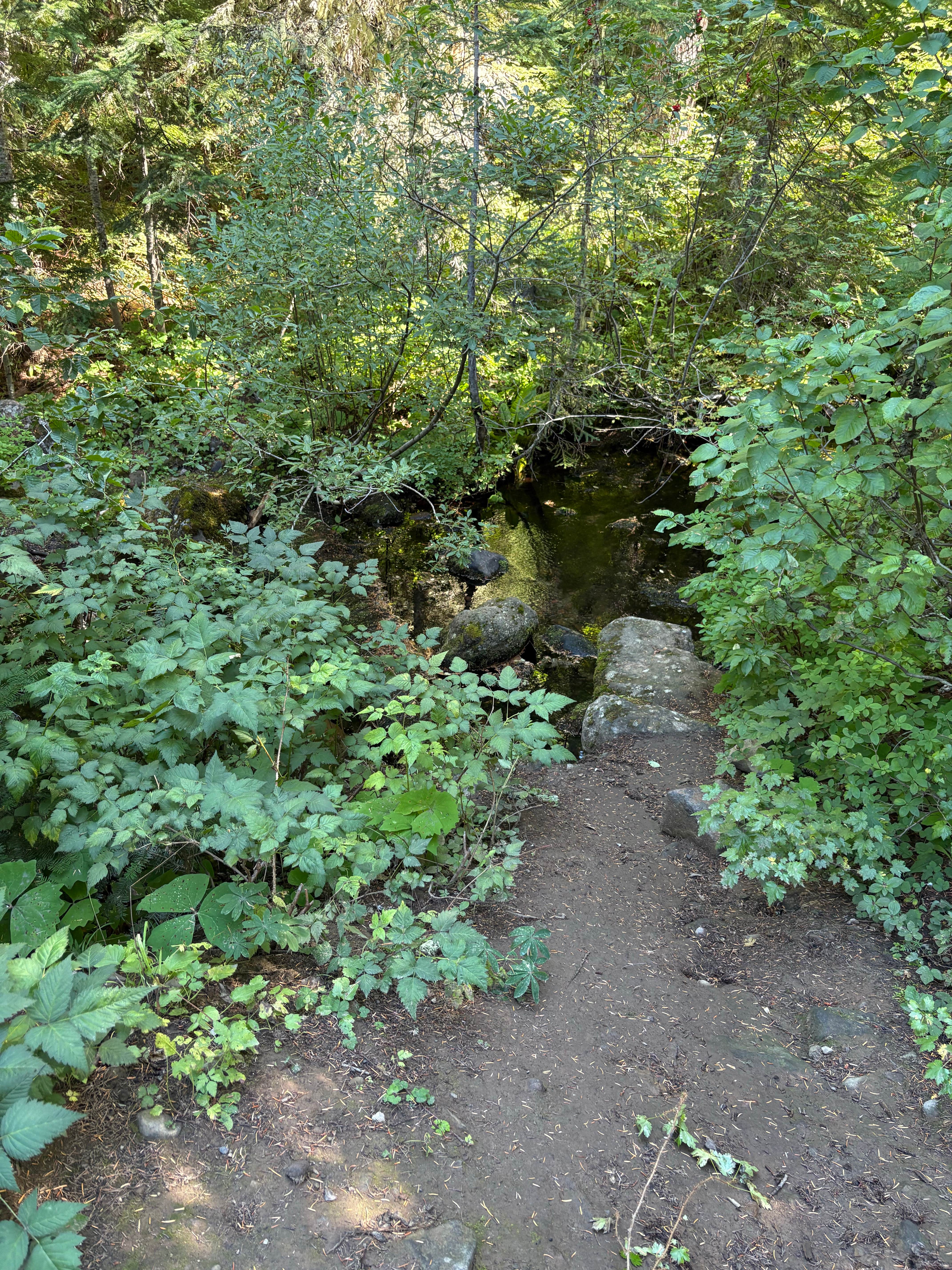 Camper submitted image from Pocket Creek Camping - 3