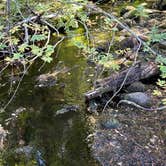 Review photo of Pocket Creek Camping by Sarah S., September 15, 2025