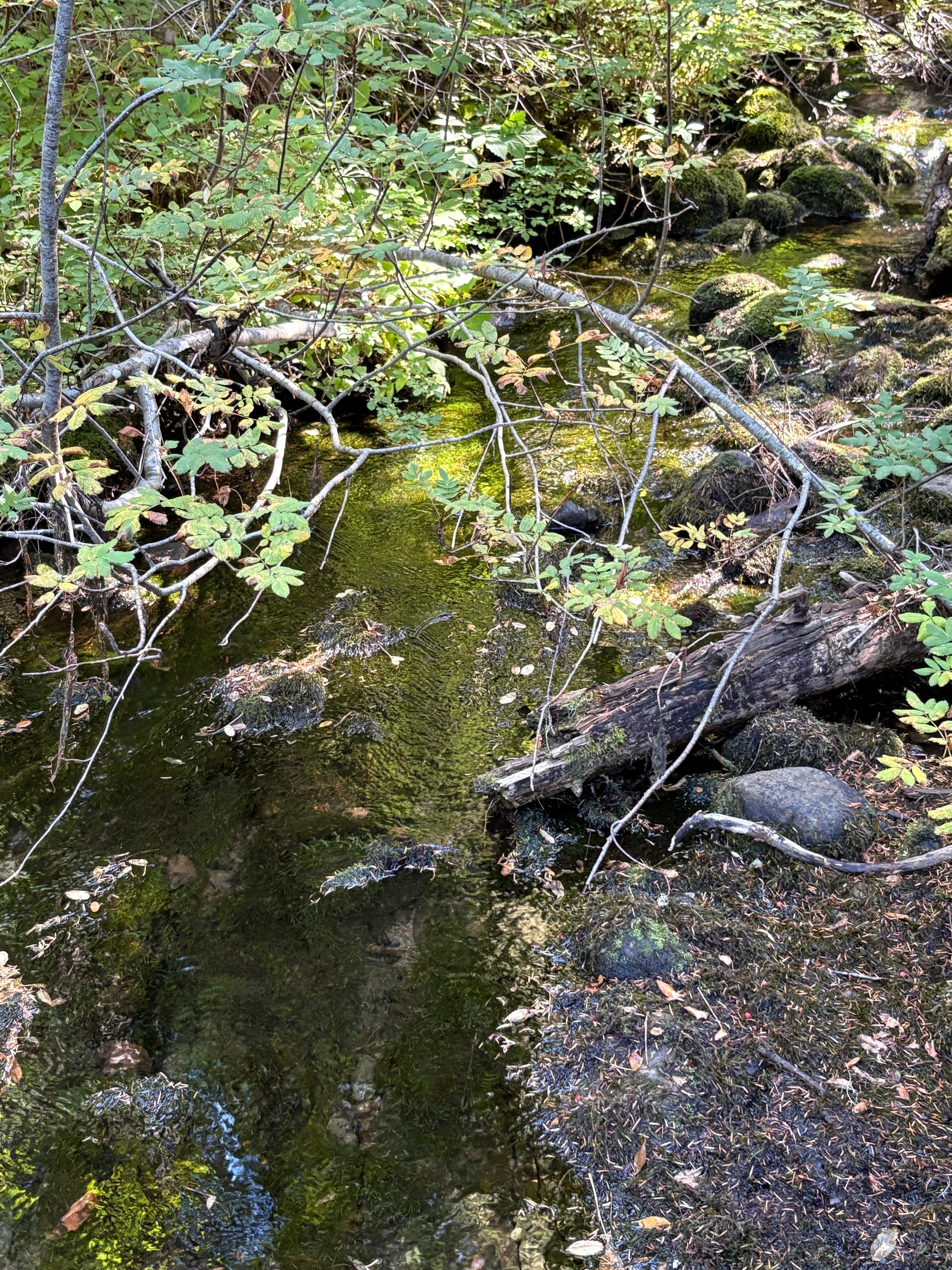 Camper submitted image from Pocket Creek Camping - 1