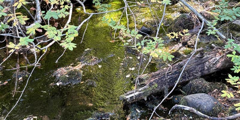 Camper submitted image from Pocket Creek Camping