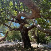 Review photo of Sycamore Canyon Campground — Point Mugu State Park by Ali H., July 7, 2026