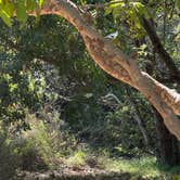 Review photo of Sycamore Canyon Campground — Point Mugu State Park by Ali H., July 7, 2026