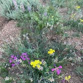 Review photo of Pole Mountain Dispersed Camping by Anthony , June 22, 2025
