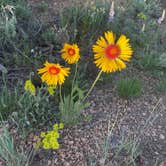 Review photo of Pole Mountain Dispersed Camping by Anthony , June 22, 2025