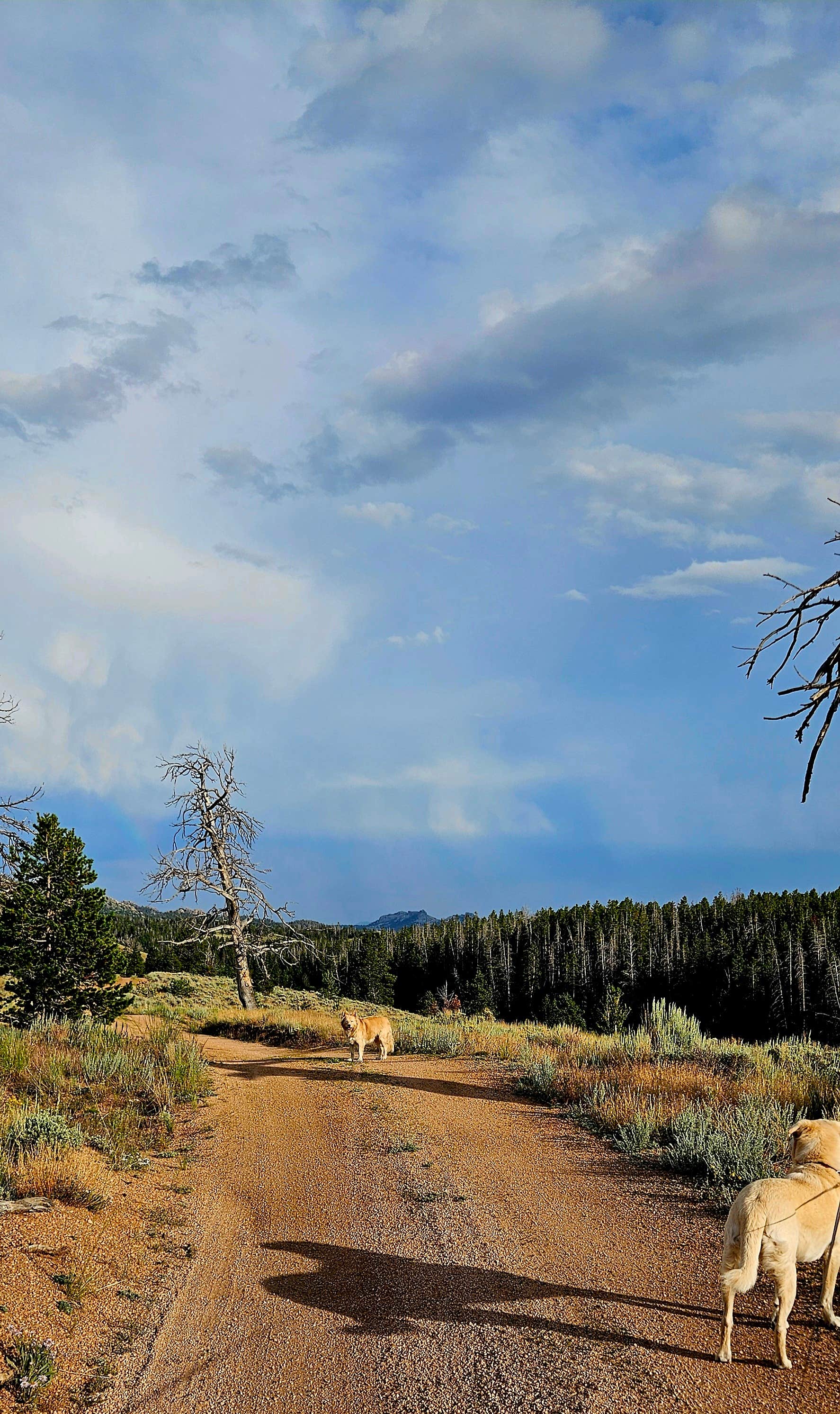 Pallah B.'s photo of camping with pets at Pole Mountain Dispersed Camping near Laramie, WY