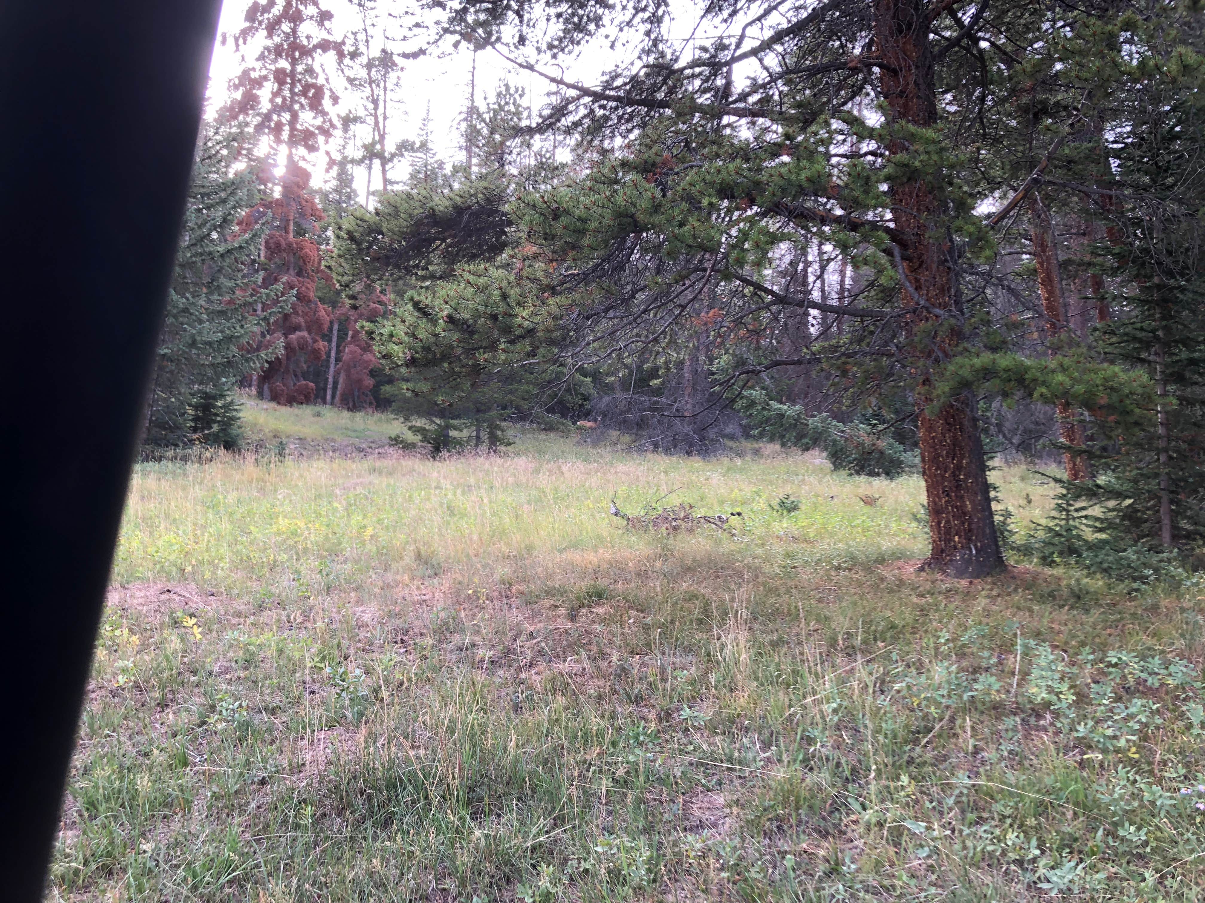 Camper-submitted photo at Poncha Pass Dispersed near Villa Grove, CO