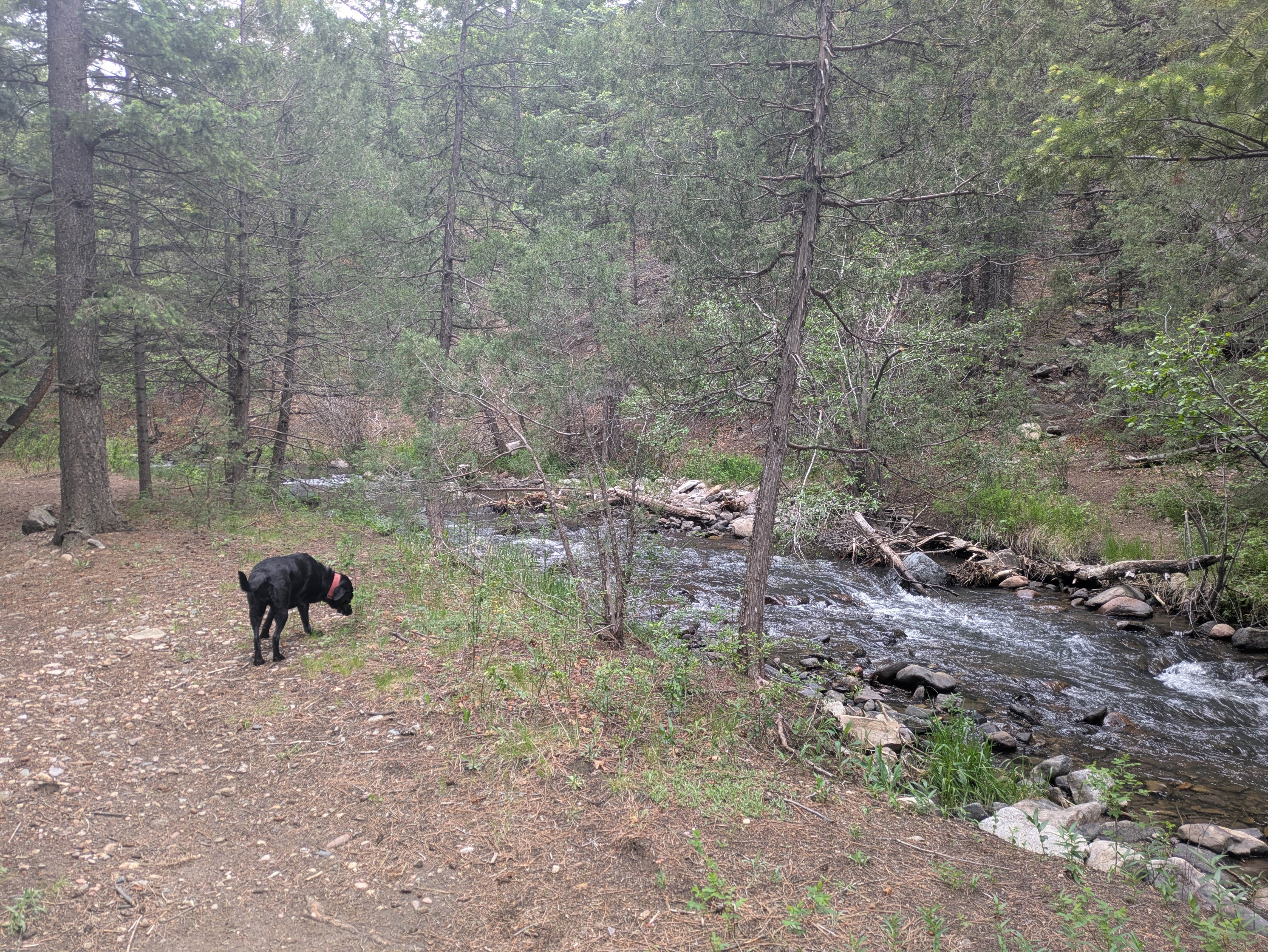 Camper-submitted photo at Ponderosa Campground — Cimarron Canyon State Park near Cimarron, NM