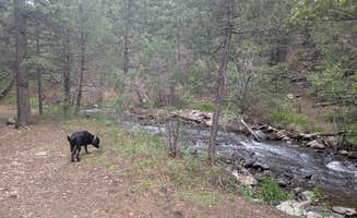 Lords C.'s photo of camping with pets at Ponderosa Campground — Cimarron Canyon State Park near Eagle Nest, NM
