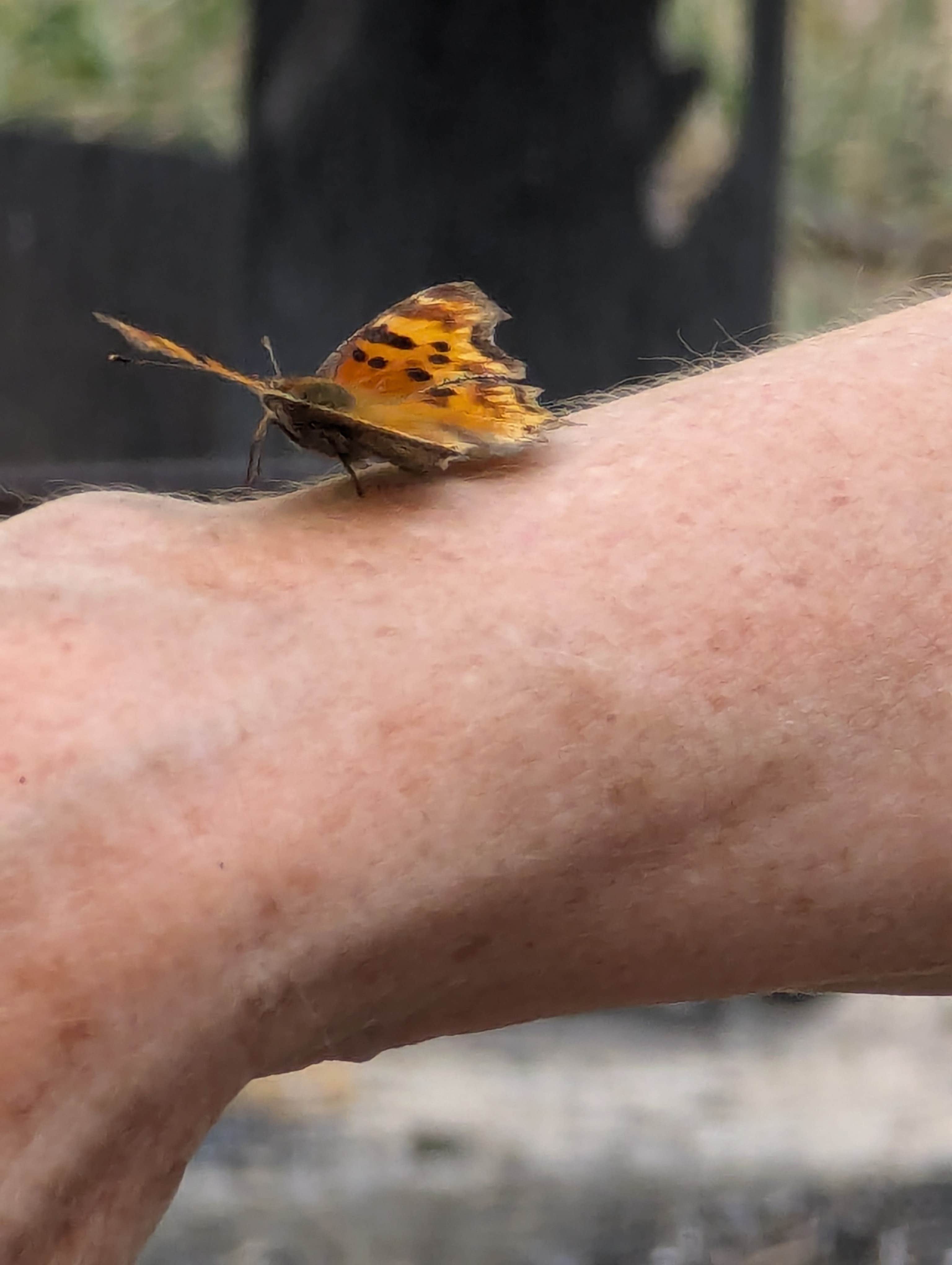 Camper submitted image from Ponderosa Campground — Cimarron Canyon State Park - 3