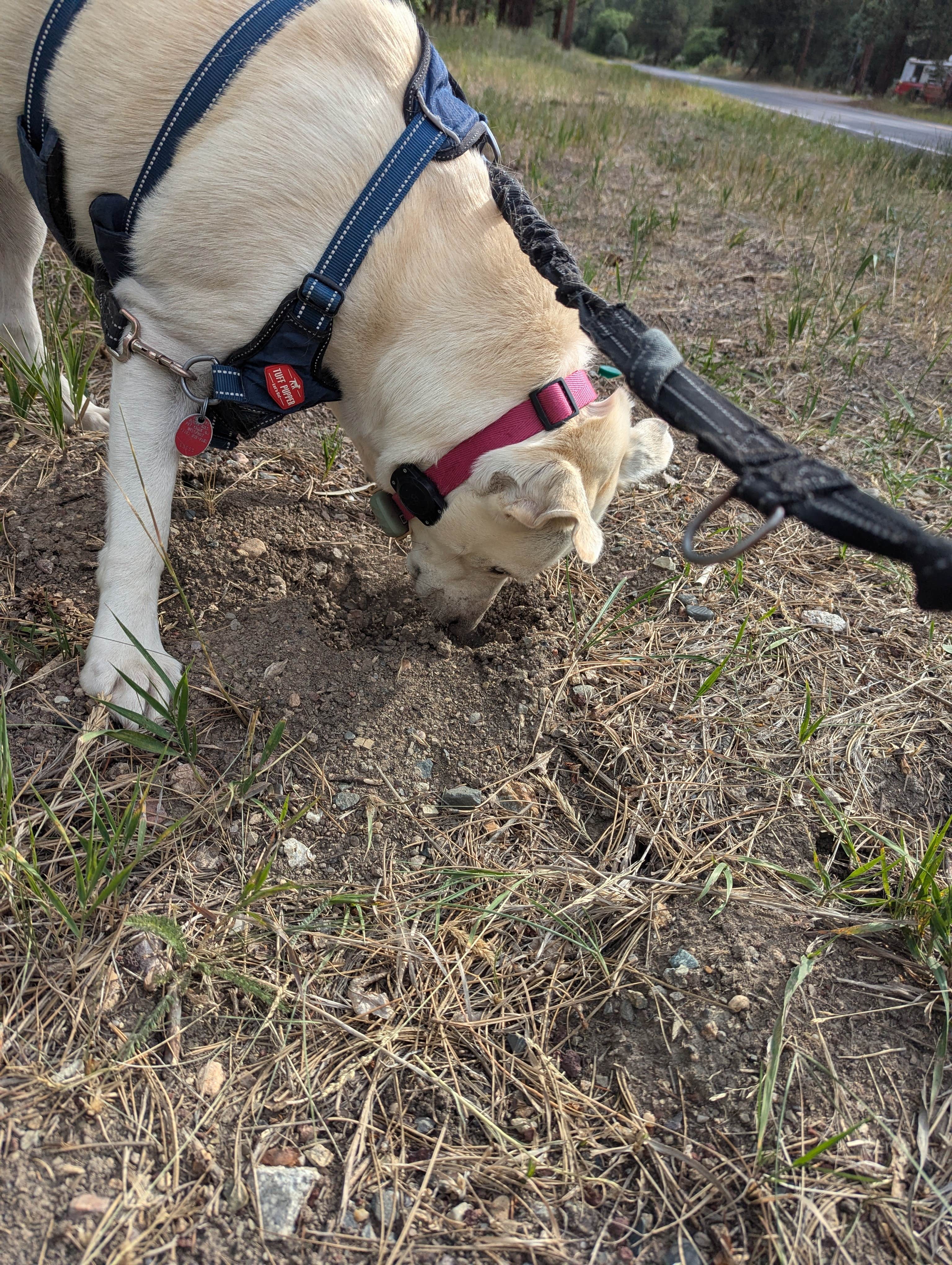Camper-submitted photo at Ponderosa Campground — Cimarron Canyon State Park near Cimarron, NM