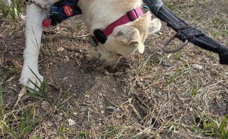 Phil P.'s photo of camping with pets at Ponderosa Campground — Cimarron Canyon State Park near Wagon Mound, NM