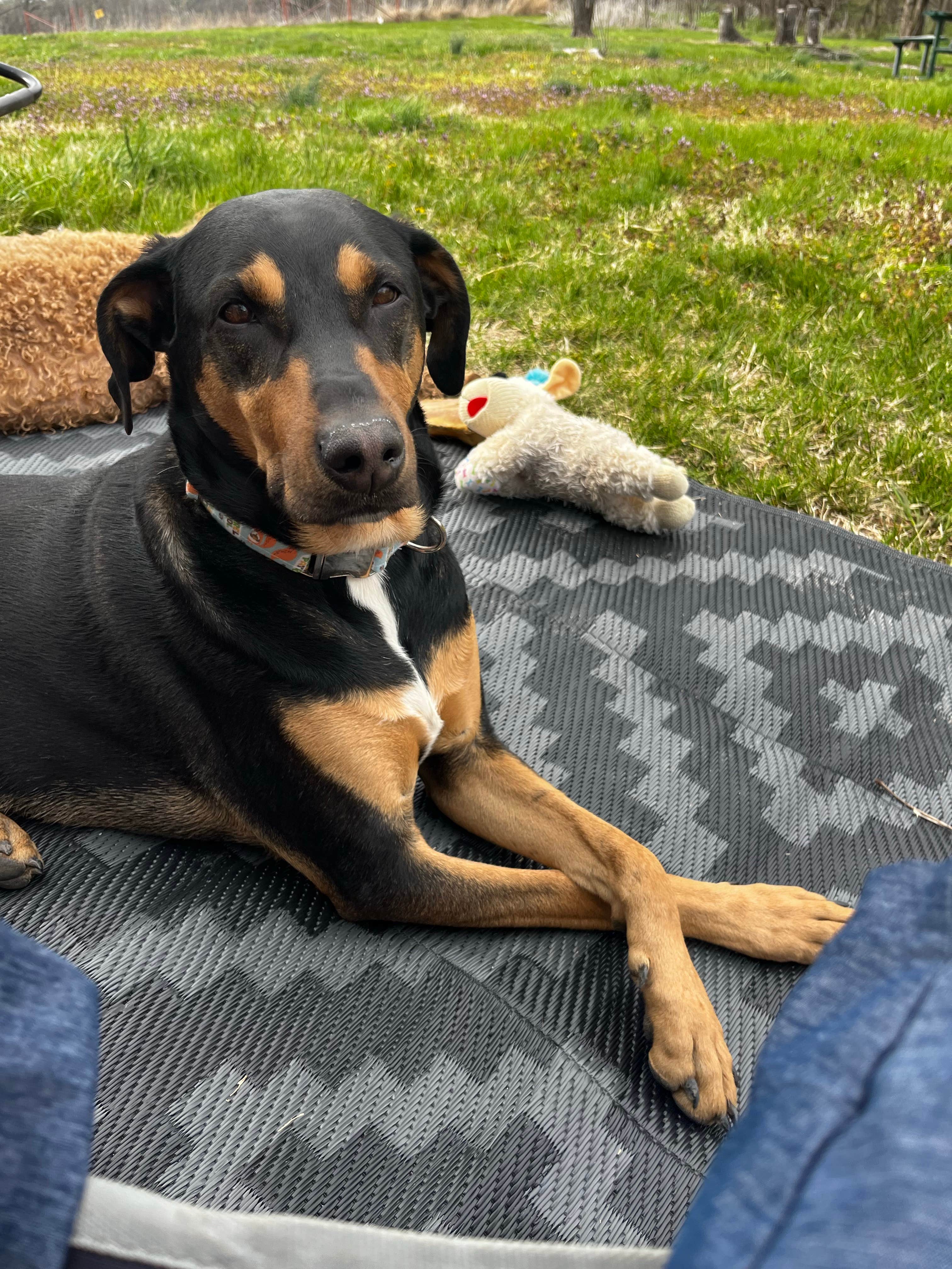 Bill F.'s photo of camping with pets at Pony Express Lake Conservation Area near Elwood, KS