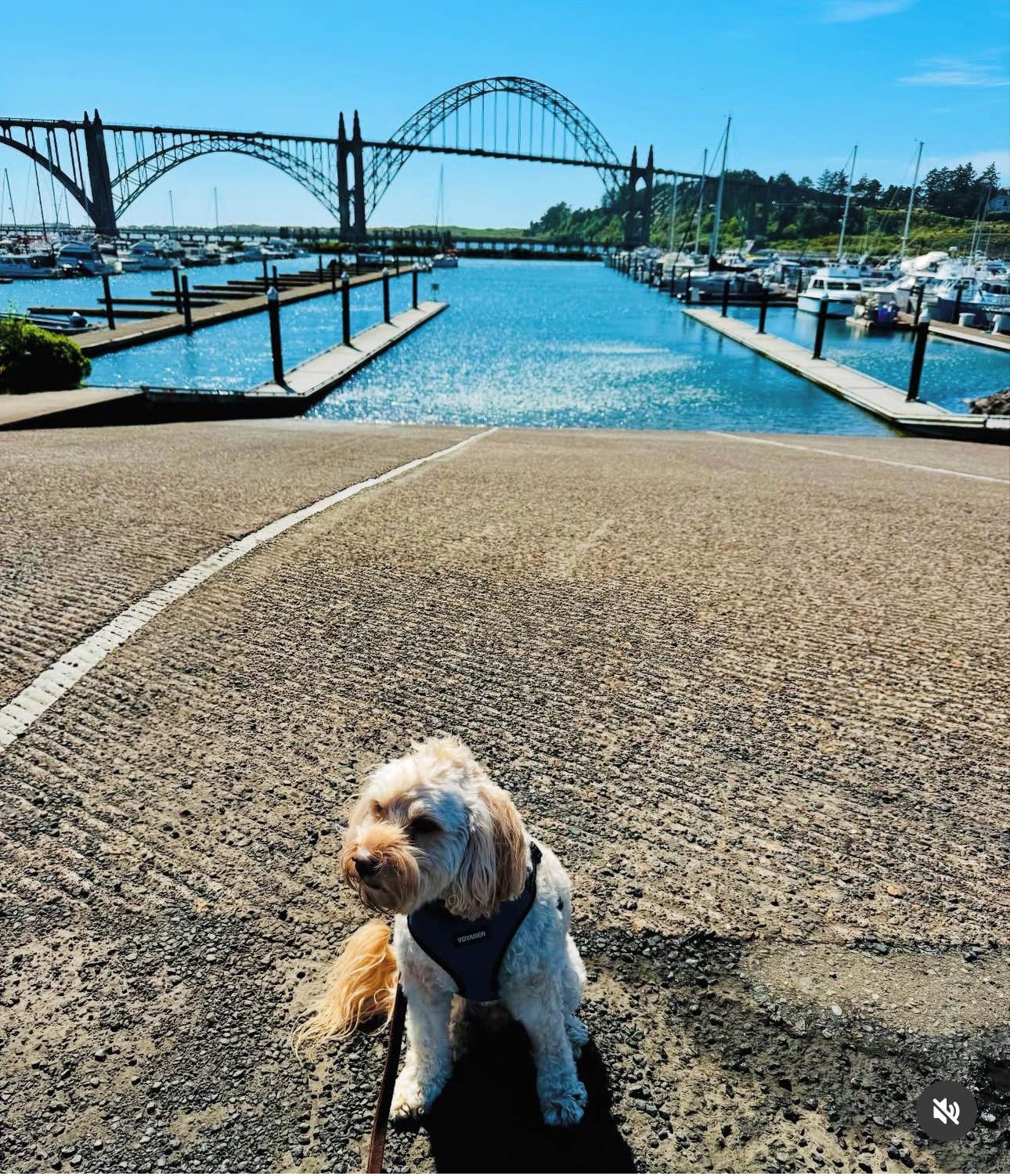 Ted N.'s photo of camping with pets at Port of Newport RV Park & Marina near Newport, OR