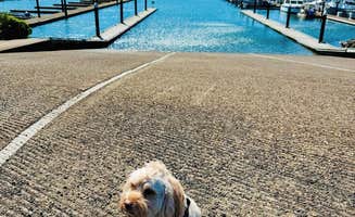 Ted N.'s photo of camping with pets at Port of Newport RV Park & Marina near Toledo, OR
