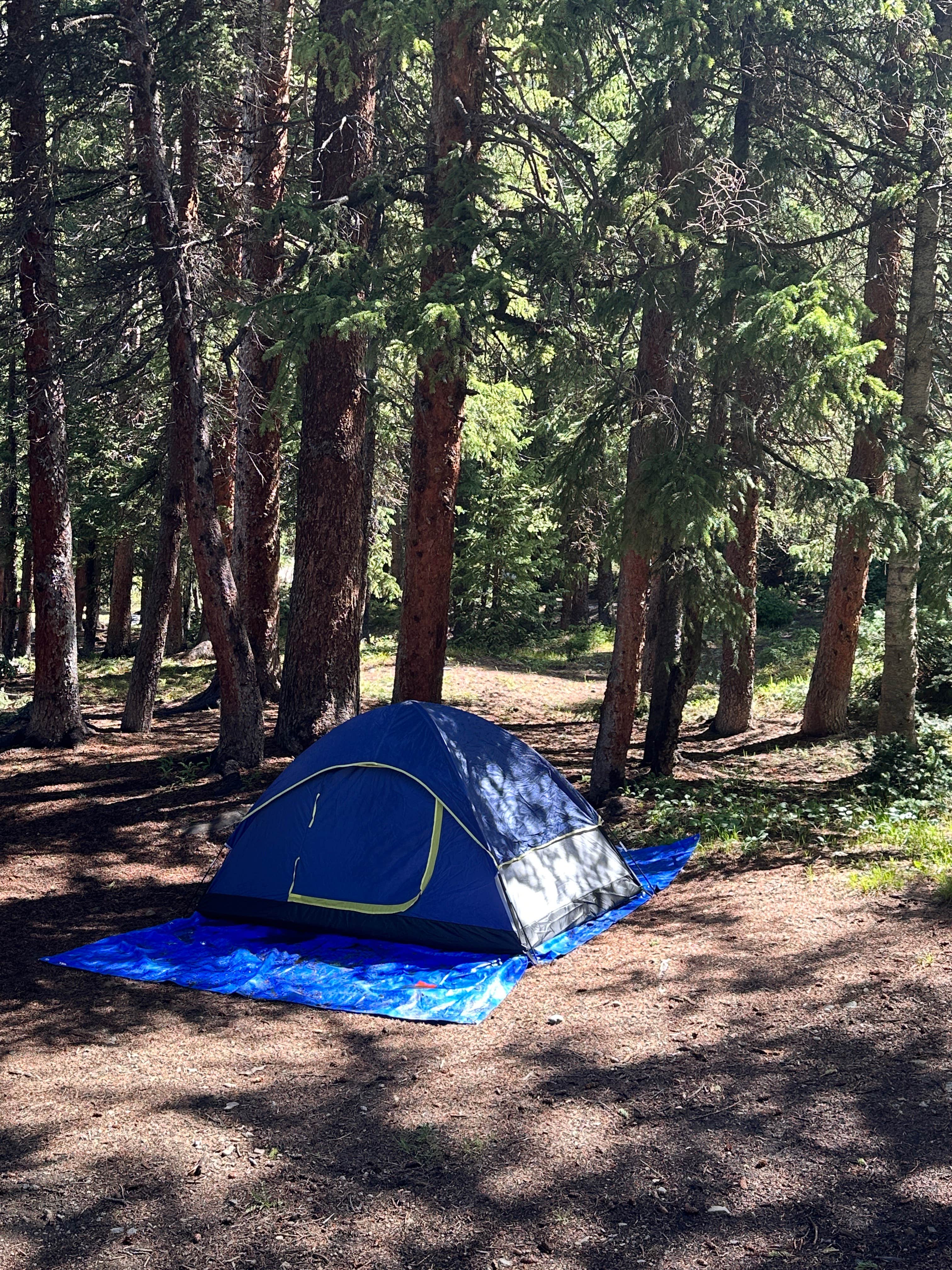 Allison G.'s photo of tent camping at Portal Campground near Sargents, CO