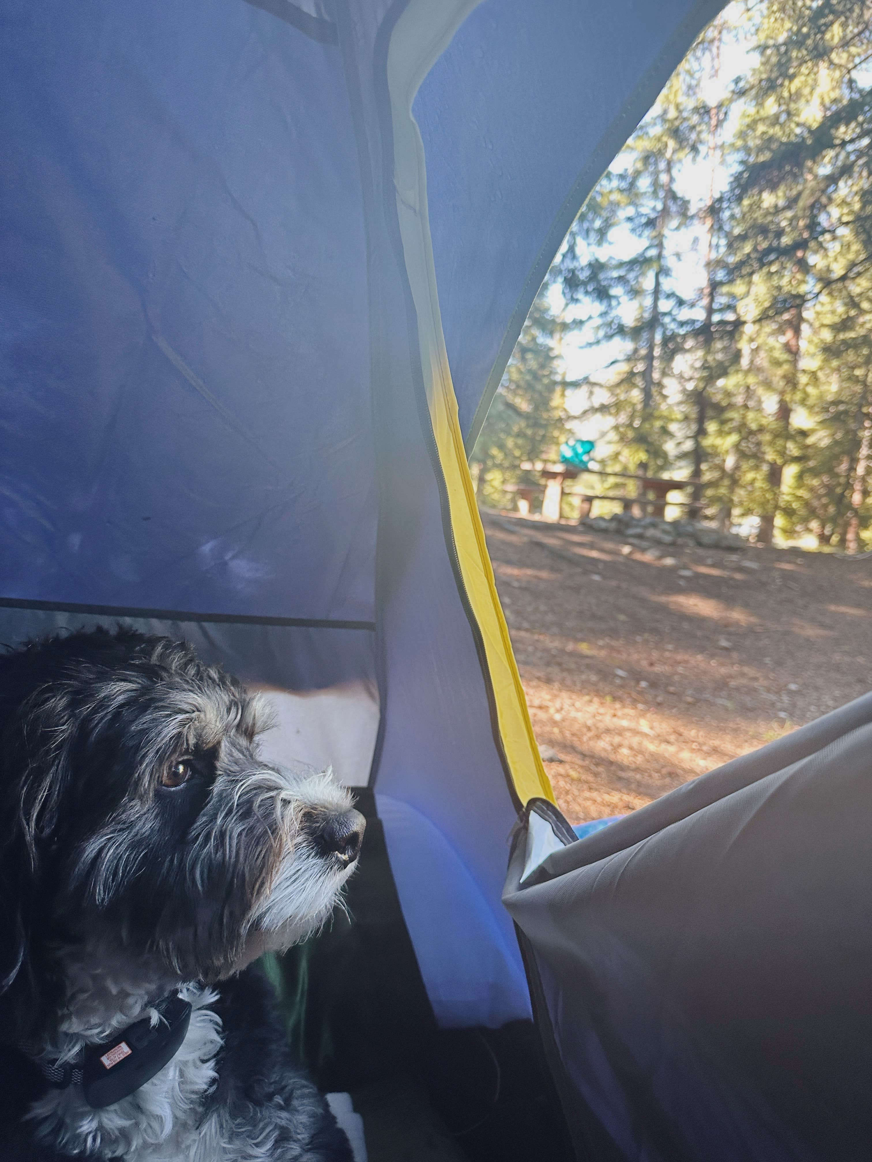 Allison G.'s photo of tent camping at Portal Campground near Crested Butte, CO